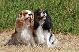 CAVALIER KING CHARLES 319